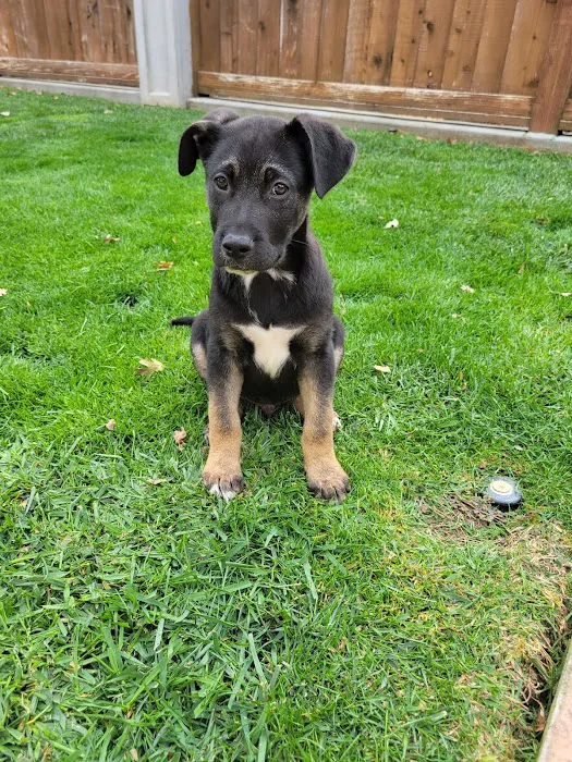 Cal West Pet Hospital Picture 7