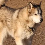 All 4 Paws Veterinary Hospital