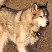 All 4 Paws Veterinary Hospital ico