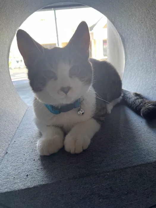All 4 Paws Veterinary Hospital Picture 2