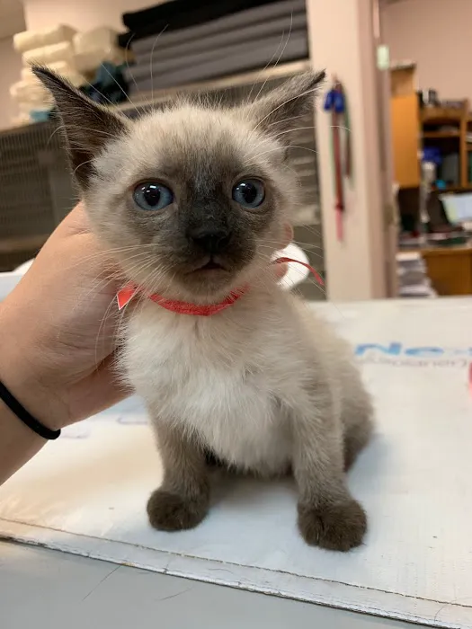 All 4 Paws Veterinary Hospital Picture 4