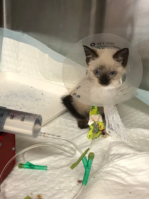 All 4 Paws Veterinary Hospital Picture 5