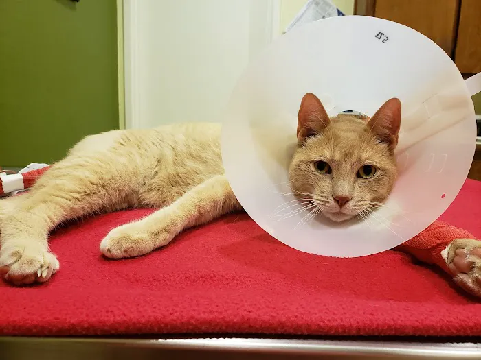 Animal Hospital in Fairfield Picture 4
