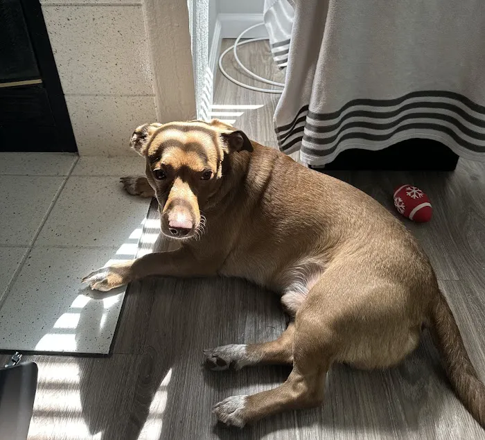 Animal Hospital in Fairfield Picture 1