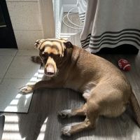 Animal Hospital in Fairfield ico