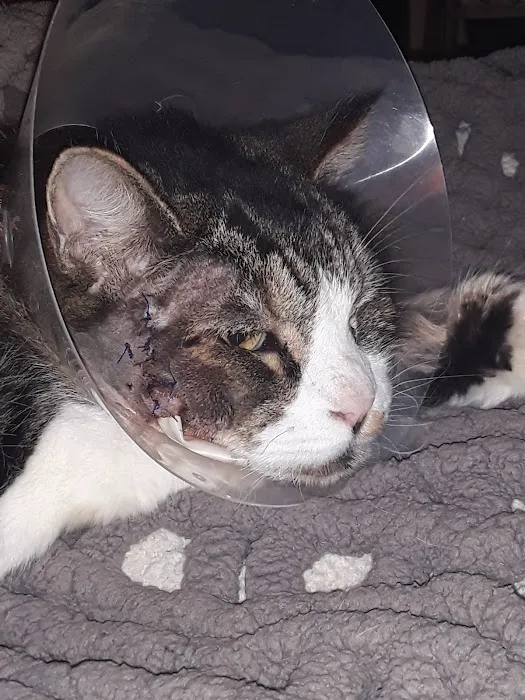 Animal Hospital: Wolfe Amy DVM Picture 2