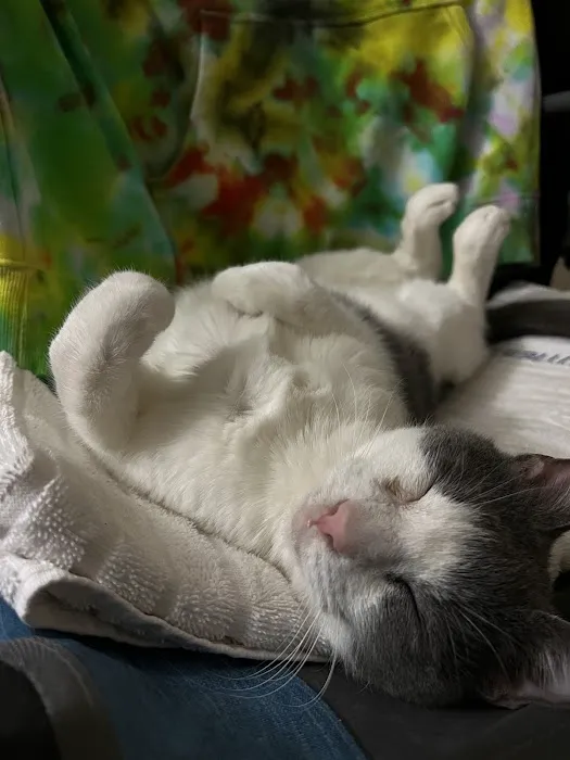 Disney Pet Hospital Picture 4