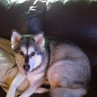 Disney Pet Hospital ico