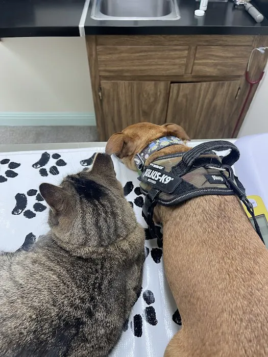 Disney Pet Hospital Picture 7