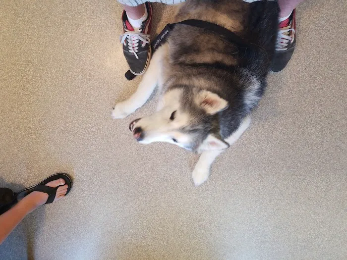 Disney Pet Hospital Picture 9