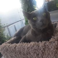 Adobe Animal Hospital ico