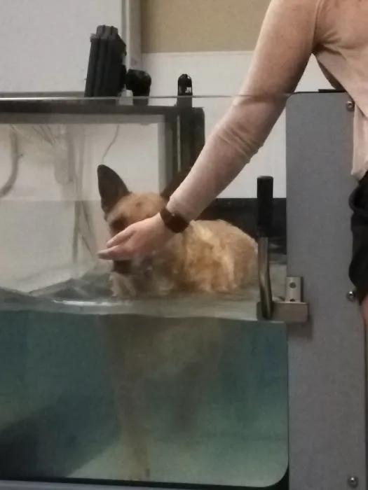 The Canine Rehabilitation Center Picture 4