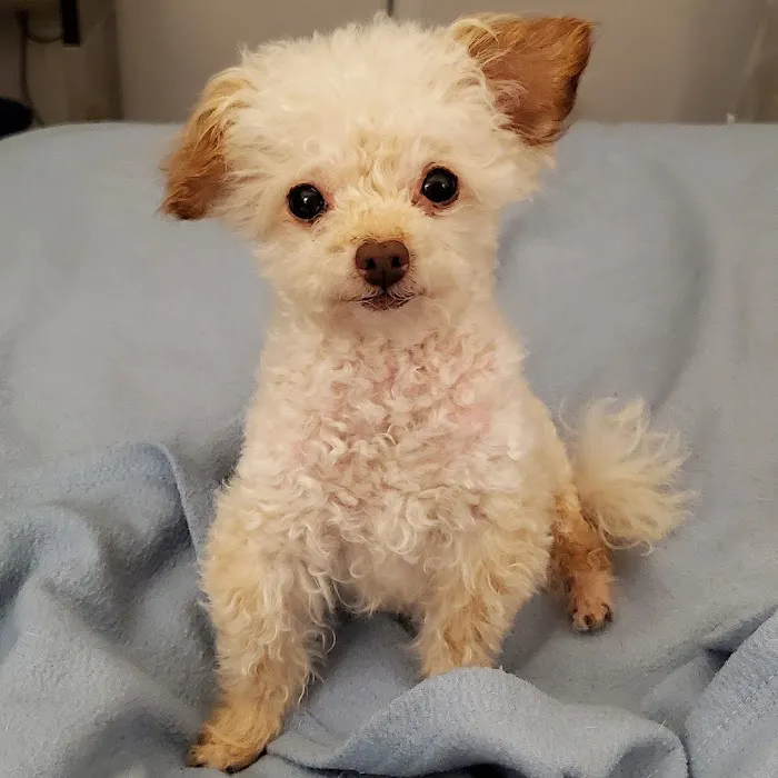 Apollo Veterinary Hospital Picture 2