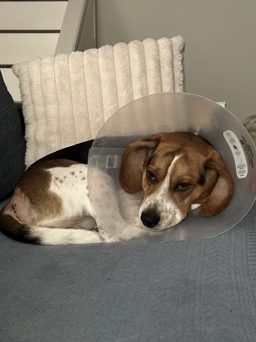 Apollo Veterinary Hospital Picture 8