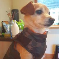 Pets Eternal Rest ico
