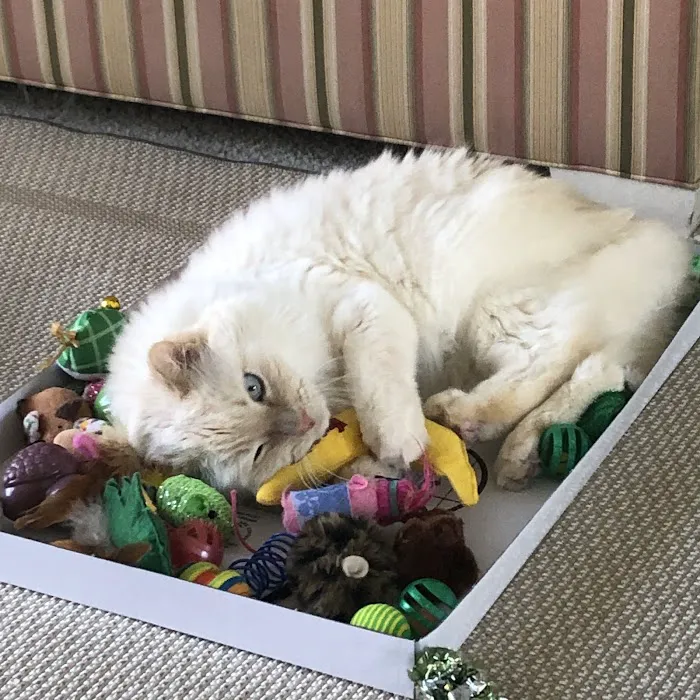 Pets Eternal Rest Picture 5