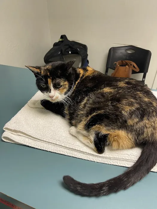 Civic Feline Clinic Picture 1