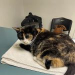 Civic Feline Clinic