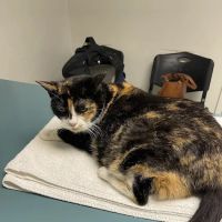 Civic Feline Clinic ico