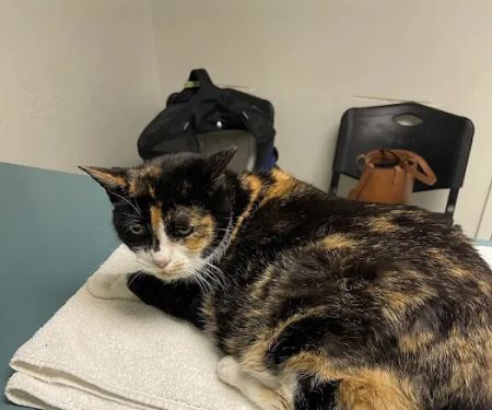 Civic Feline Clinic