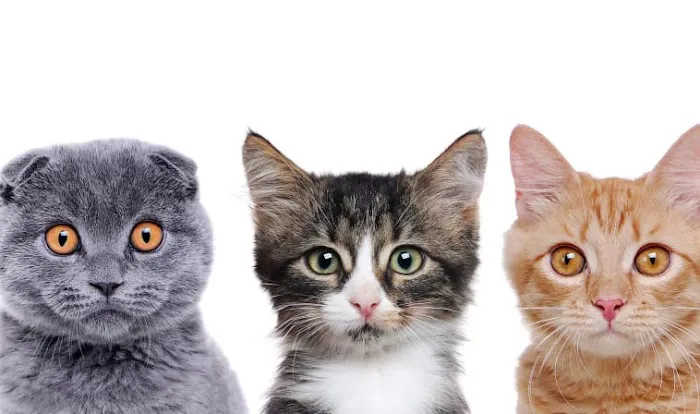 Civic Feline Clinic Picture 3