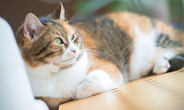 Civic Feline Clinic Picture 7