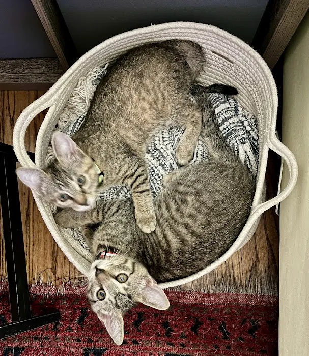 Civic Feline Clinic Picture 8