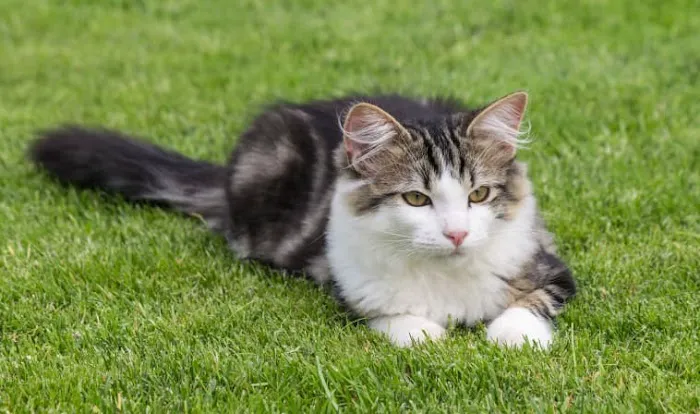 Civic Feline Clinic Picture 5