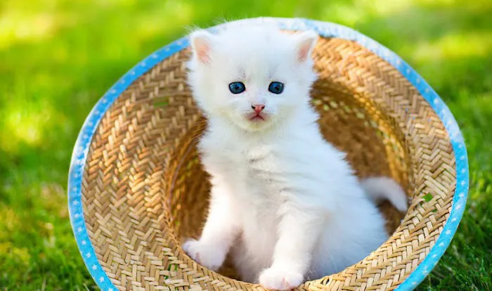 Civic Feline Clinic Picture 6