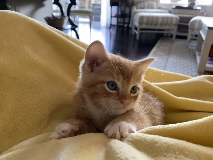 Civic Feline Clinic Picture 4