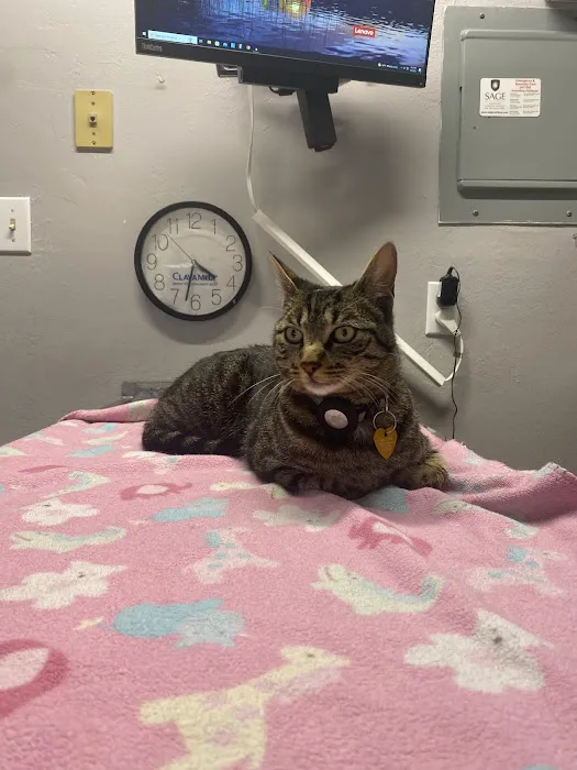 Ygnacio Animal Hospital Picture 1
