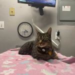 Ygnacio Animal Hospital