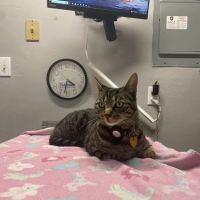 Ygnacio Animal Hospital ico