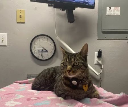 Ygnacio Animal Hospital