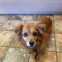Four Corners Veterinary Hospital ico