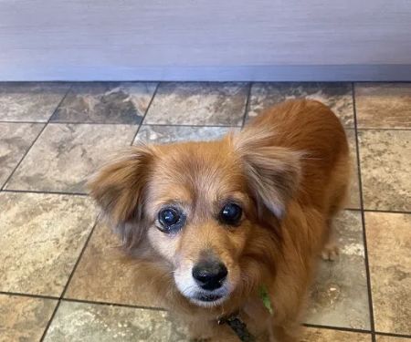 Four Corners Veterinary Hospital