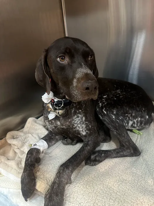 Pacific Veterinary Emergency and Specialty Hospital Picture 7