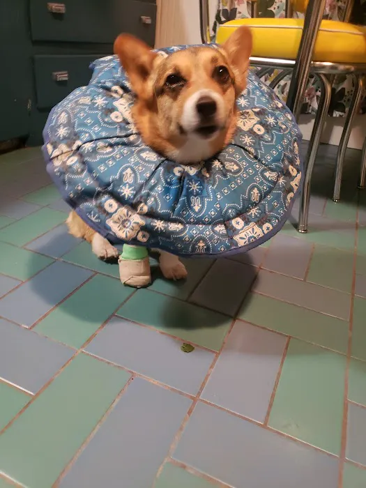 Pacific Veterinary Emergency and Specialty Hospital Picture 8