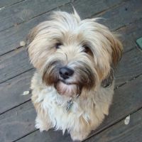 Lafayette Veterinary Hospital ico