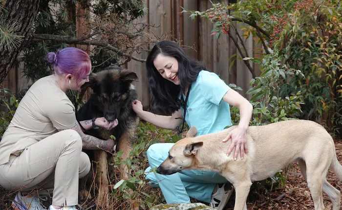 Maverick Veterinary Surgery Services Picture 5