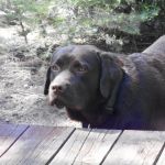 Banfield Pet Hospital