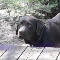 Banfield Pet Hospital ico