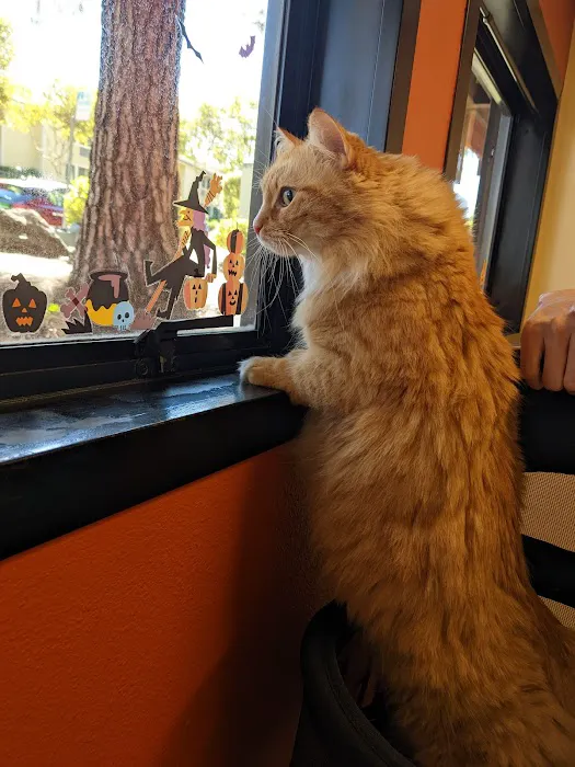 Animal Care Hospital of Walnut Creek Picture 4