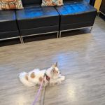 Animal Care Hospital of Walnut Creek