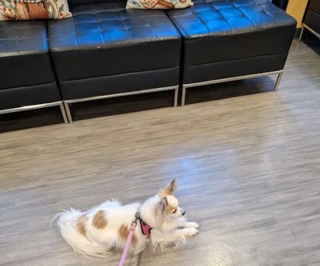 Animal Care Hospital of Walnut Creek