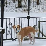 Perry County Animal Hospital