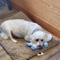 Bremen Animal Clinic ico