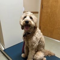 Seven Oaks Veterinary Clinic ico