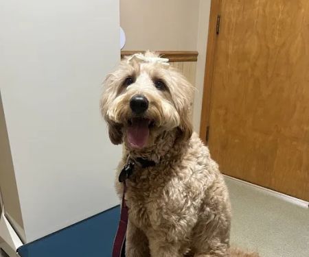 Seven Oaks Veterinary Clinic