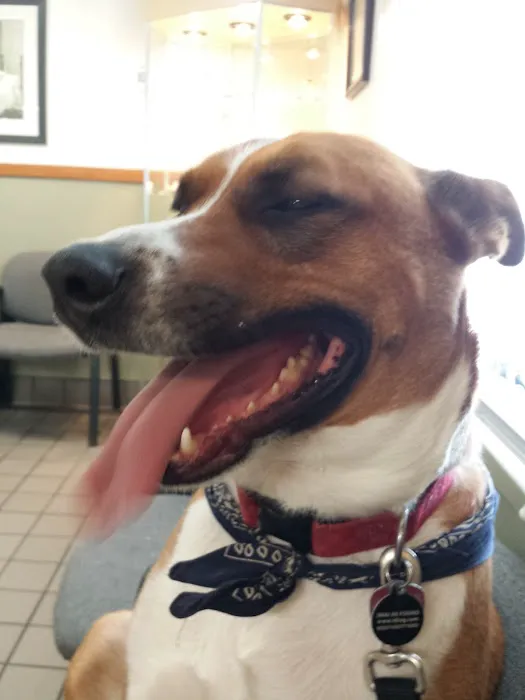 Dowagiac Animal Hospital Picture 1